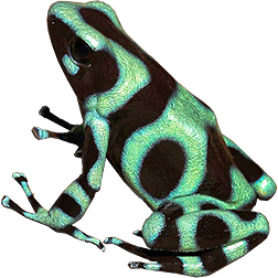 Río San Juan Auratus